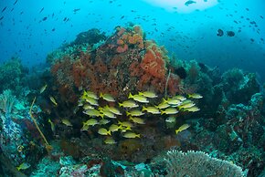 Murex Bangka Dive Resort