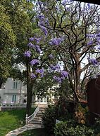 Mansion Papilio