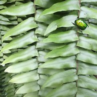 Fern House Retreat