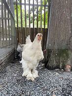 River Forest Leisure Farm