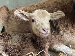 River Forest Leisure Farm