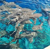 Islandbreak