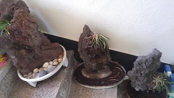 Sea Dragon Pension