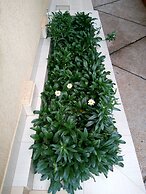Rohi Apartments