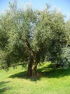 Poggio del Sole