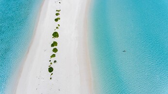 Olive Goidhoo