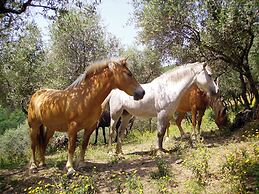 Fattoria Gambaro di Petrognano