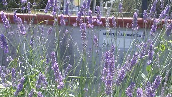 Amor di lavanda
