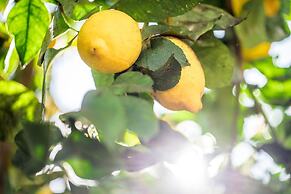 Lemon Tree Stay