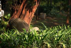 Java Rain Resorts