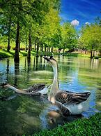 Balilover B&B