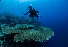 Sogod Bay Scuba Resort