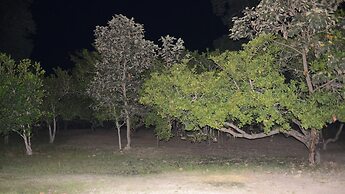 Dracaena Resort