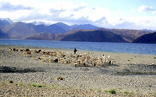 Nomad Camp