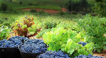 Hotel Molina Real