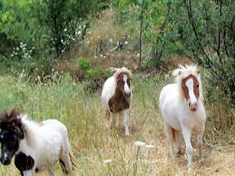 Menina Farm