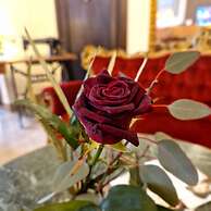 Parkhotel Krone