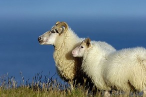 Hótel Dyrhólaey