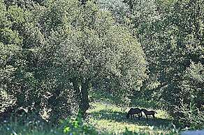 Agriturismo Yes Boss