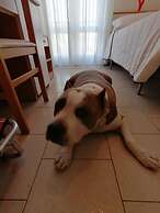 Kristalex Pet Friends Hotel