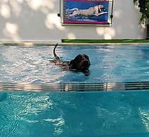 Kristalex Pet Friends Hotel