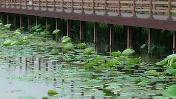 Caddis Pension
