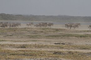 Gnu Ndutu Camp