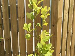 Lemon Tree Apartments