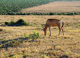 Koedoeskop Private Mountain Reserve