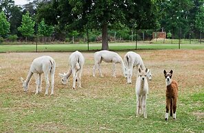 Ambers & Grace Guest Farm