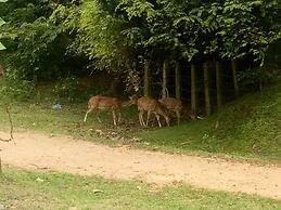 Deer Garden Guest