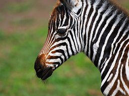 Serengeti Safari Lodge