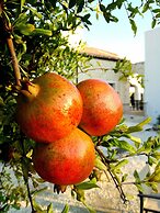 Borgo Giallonardo