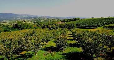 Tenuta Fortelongo