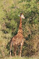 Nyati Safari Lodge
