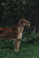 Nyati Safari Lodge