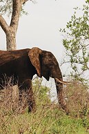 Nyati Safari Lodge