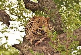 Nyati Safari Lodge
