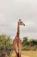 Nyati Safari Lodge