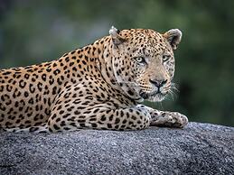 Nyati Safari Lodge