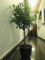 The Mango