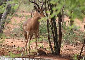 Wild Dog Guest Lodge