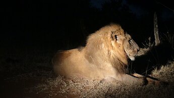 Naledi Game Lodges