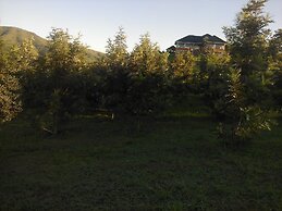 The Crested Crane Bwindi