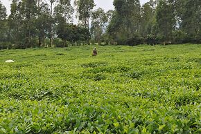 The Crested Crane Bwindi