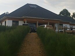The Crested Crane Bwindi