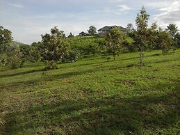 The Crested Crane Bwindi