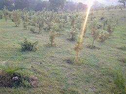 The Crested Crane Bwindi