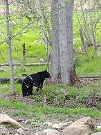 Wolfwood Guest Ranch