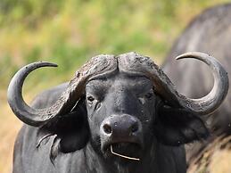 Serengeti Wildebeest Camp